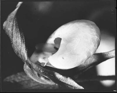Image shows the Mountain Lady Slipper.