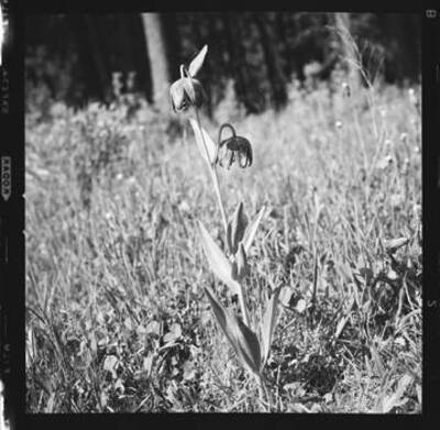 Photograph of a Rice-root plant.