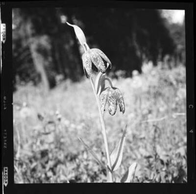 Photograph of a Rice-root plant.