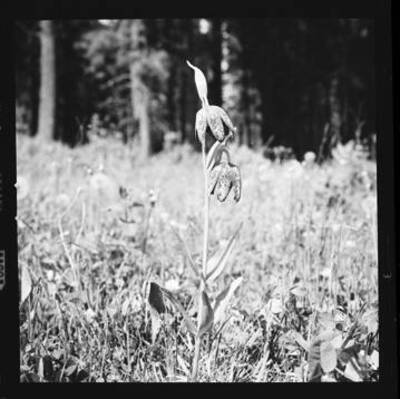 Photograph of a Rice-root plant.