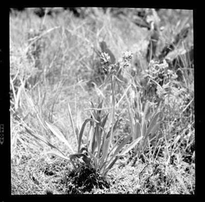 Photograph of a Rice-root plant.