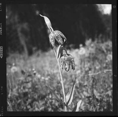 Photograph of a Rice-root plant.