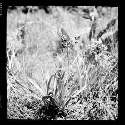 Photograph of a Rice-root plant.