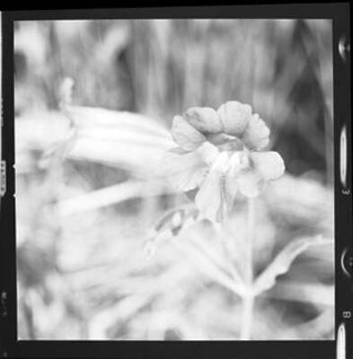 Photo of the purple monkeyflower taken at Freezeout Saddle in the Clearwater Mountains, Idaho.