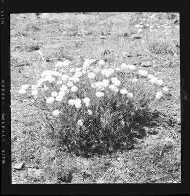 Unidentified flower.