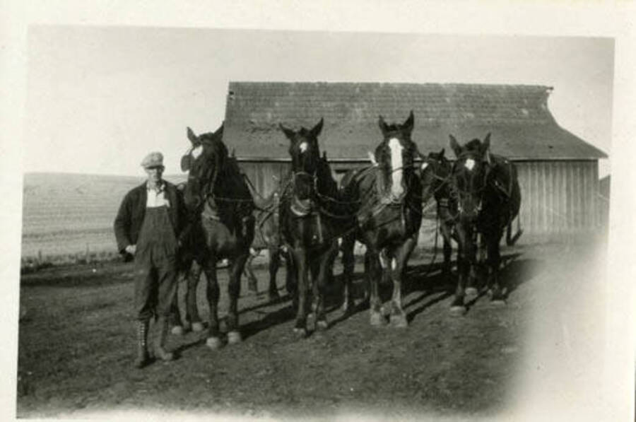 A picture of Lyle Packard with his 8 horse team. The back of the picture reads ""Here's my 8 horse team when I was plowing last fall. To Jack from Lyle.""