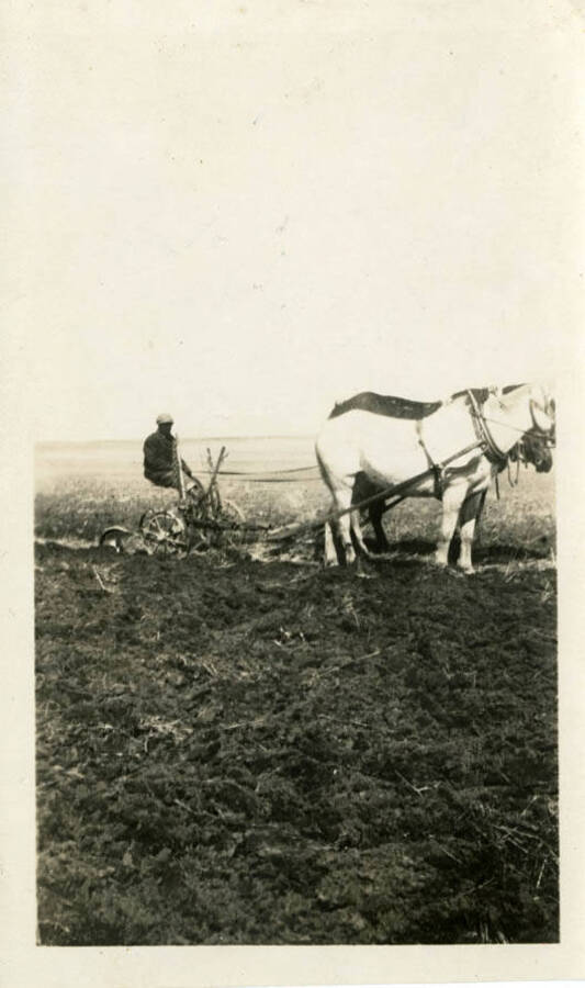 Lyle Packard sits on his plow while being pulled by two horses. Tilled dirt can be seen in the foreground.