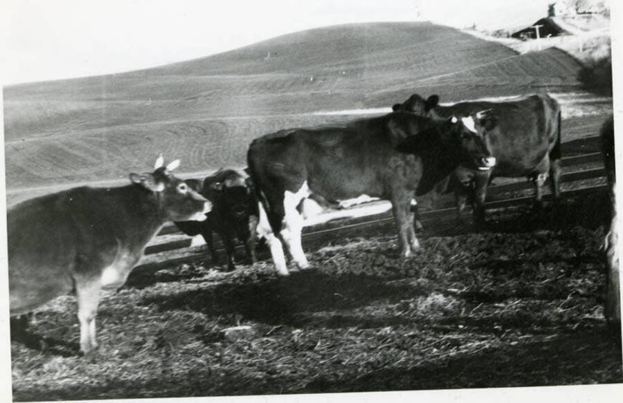 Cows out on a hill looking toward Mrs. Guys house (north of Moscow)