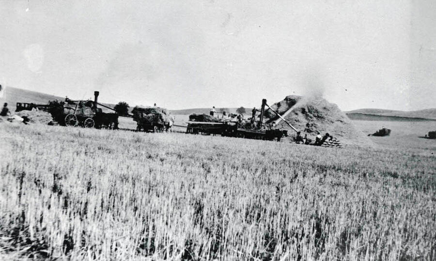 Threshing crew out threshing wheat during the harvest.