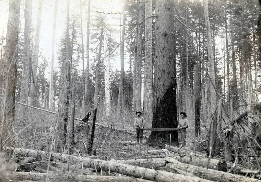 Photograph of John Valentine (J.V., in the middle) with a dog and another man on the Katzenberger property. The two men can be seen holding a crosscut saw, in preparations to cut down a large Douglas Fir tree.