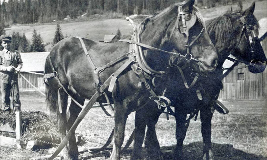 Eddie Bysegger with two horses near a farm