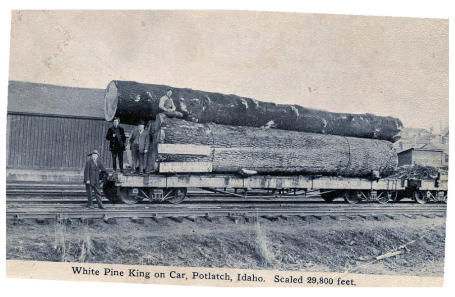 Postcard of White Pine King on car, scaled 29,800 feet.