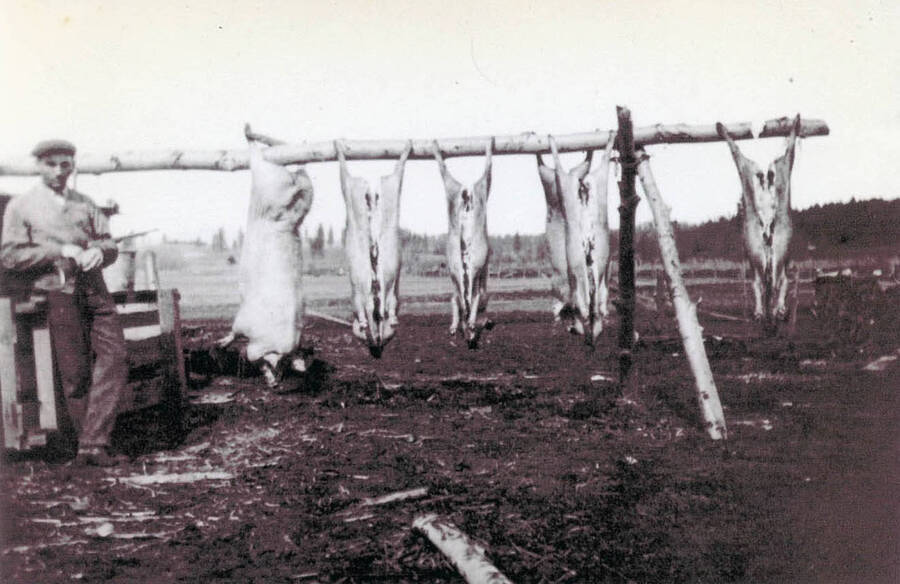 Fritz Lestner butchering hogs.
