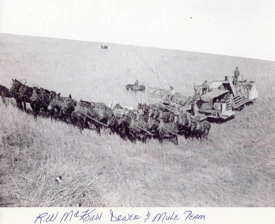 The mule team pulling a binding machine through a field.
