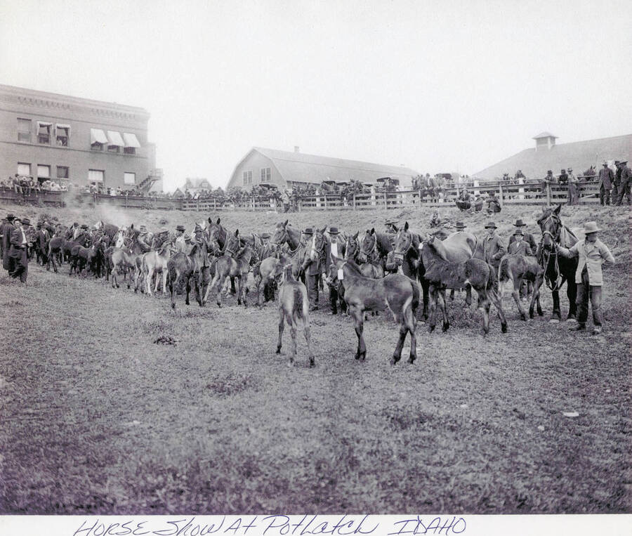 A horse show in Potlatch, Idaho. A few men can be seen standing in between the horses and more men and horses can be seen standing behind the fence.