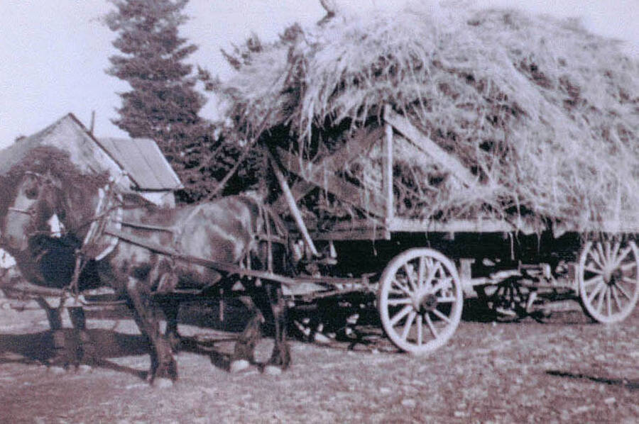 Vic Beplate and a few horses hauling hay with a cart.