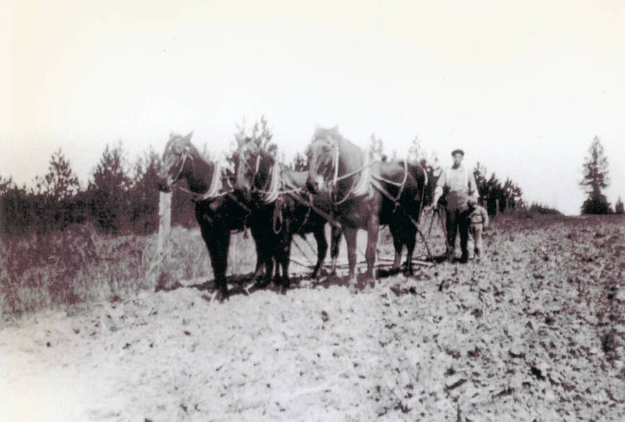 Hans Beplate and Victor Beplate standing next to a team of three horses.
