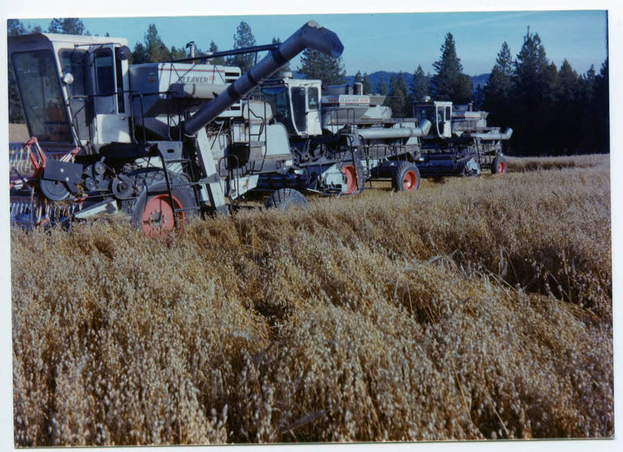 Gleaner 1972 GH (predecessor to MH series) and pair of MH2s at the Fleener Deary, Idaho property. Oats in foreground.