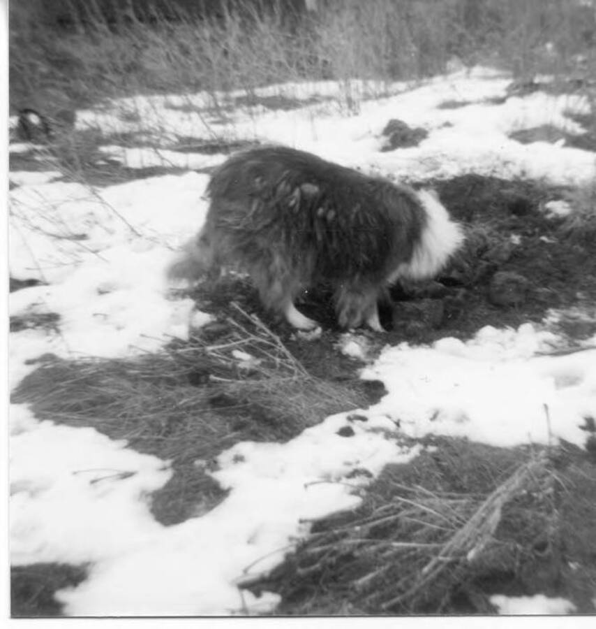 The Fleener family dog, ""Deafy"", digging in the dirt and snow. ""Deafy"" was short for the full name of Deafiness.