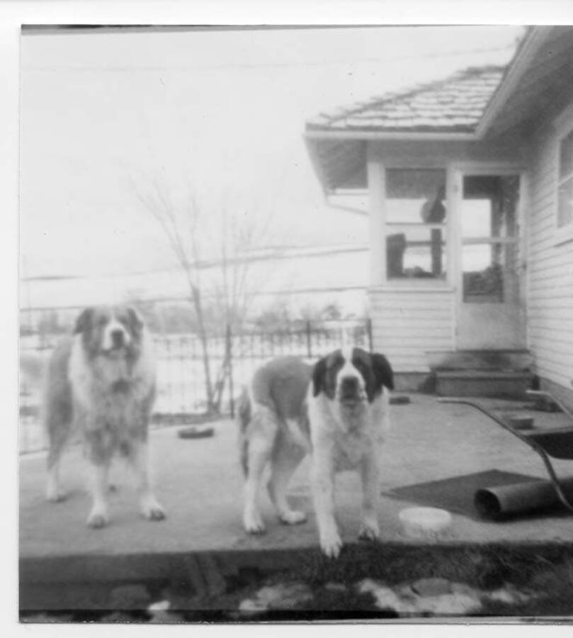 The Fleener family dogs, Tabitha and Henry, standing on the porch of a house.