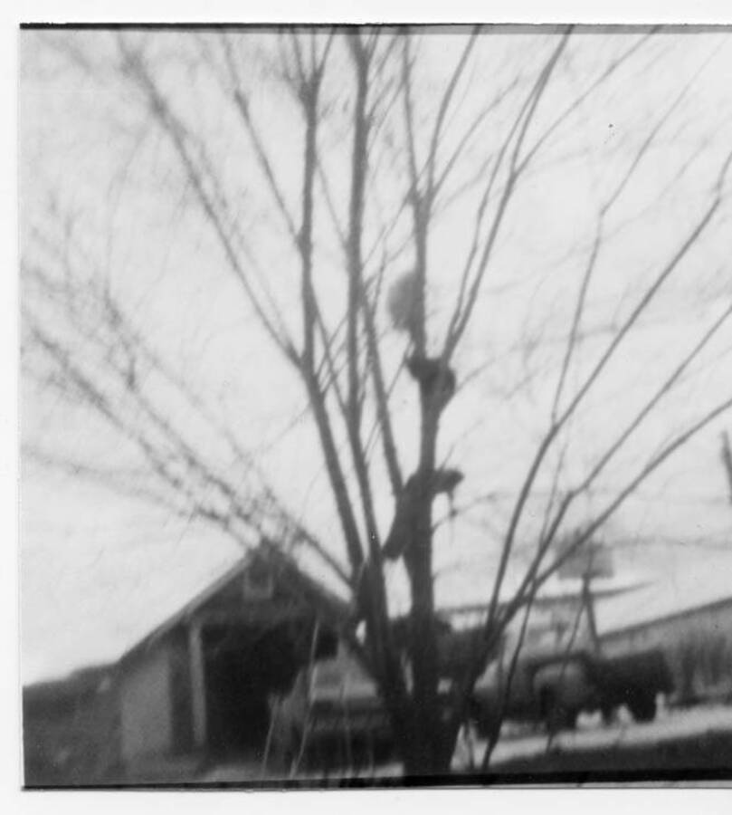 The Fleener cats in the ""cat tree."" The old garage that was torn down at a later date and replaced with present day add-on to Fleener home can be seen behind the tree. A 1952 Ford pickup that can be seen in the background was purchased by Loyal Fleener. It is blue on the bottom and white on the top to match the 1952 Ford 2.5 ton grain truck. The 1965 Ford Galaxy 500 in the brackground was purchased new by Loyal Fleener in Detroit, Michagan and driven back to Moscow, Idaho.