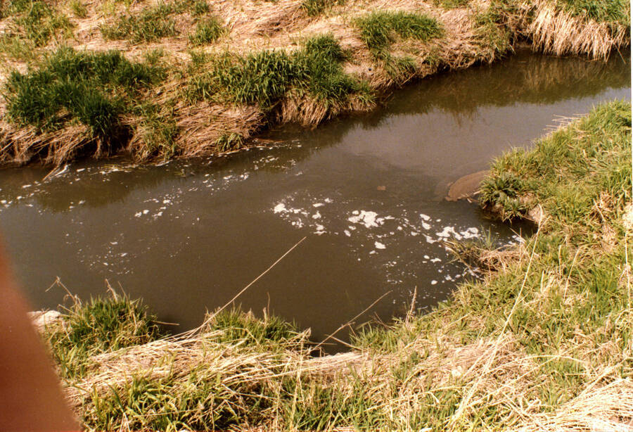 Paradise Creek at Effluent Pipes
