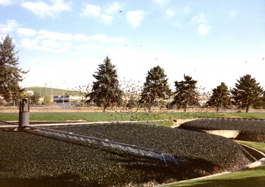 Hundreds of starlings feeding on Trickle Filters