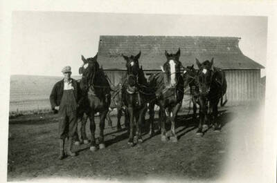 A picture of Lyle Packard with his 8 horse team. The back of the picture reads "Here's my 8 horse team when I was plowing last fall. To Jack from Lyle."