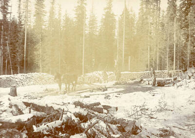 Bysegger wood lot with family member, horses, and stacks of wood