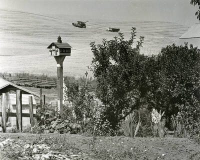 Harvest time at Davis family farm with combine in the background. Gardens in the front.