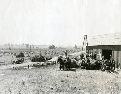 The Bysegger threshing crew bringing in freshly threshed wheat and grain to be stored.