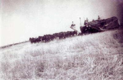 Threshing grain with horse team