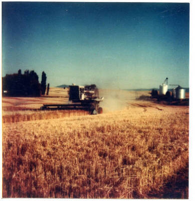 Gleaner MH2 Combine. Loyal Fleener never did buy an MH combine, waited for the MH2 combines to come out. Two varieties of wheat planted in rows, creating the patterns in the background of the field - 1 red awned wheat, 1 white awned wheat. Estes Warehouse and in background.