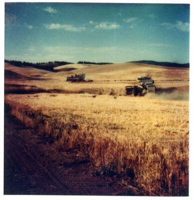 MH2 Combines at harvest.