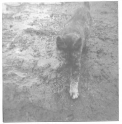 Picture of an unknown cat.