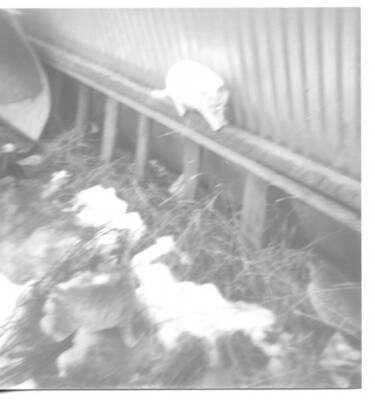 View of the Fleener farm cats outside of machine shop.