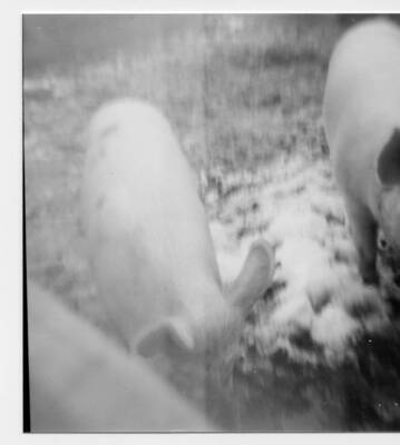 View of Phillip Fleener's pigs. Ansel Fleener would purchase the pigs at Post Falls at the Idaho auction house and Phillip Fleener would raise them in a shed in Moscow, Idaho after going up to retrieve them from Ansel.