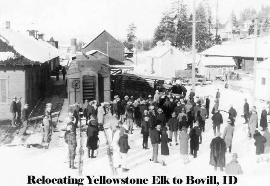 A crowd of people watch as elk that were relocated from Yellowstone Park are unloaded at the train station in Bovill, ID.