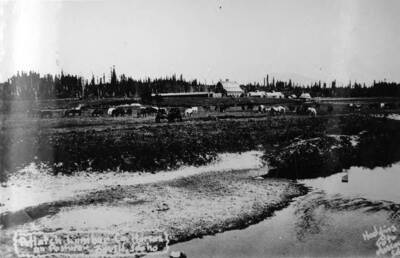 Potlatch Co. horses in the pasture with barns and trees in the distance.