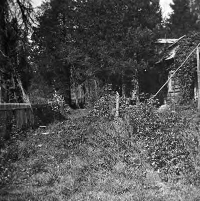 Warren Cabin surrounded by trees and bushes.