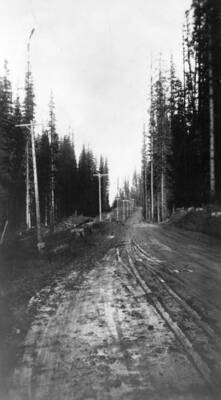 A road lined with Bovill's new electric utility poles and trees.