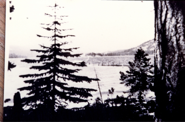 Payette Lake at Luck point, in frame there is a pine tree and in the background the lake, with a log in the water