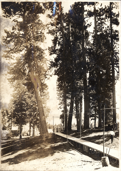 View of large pines, a path, a man walking, a parked early car, and in the background some buildings