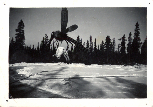 A mosquito carrying a rabbit in winter