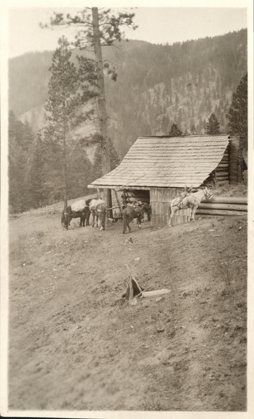 Five horses tacked up in front of a cabin