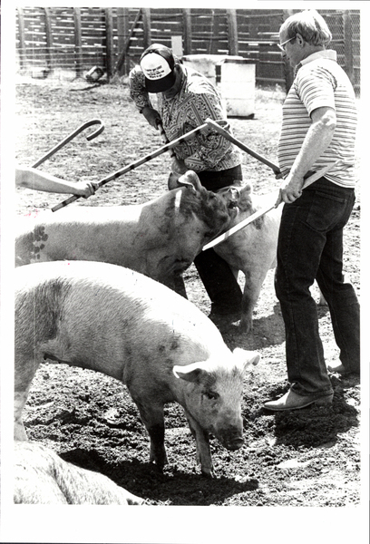 Valley County Fair, swine