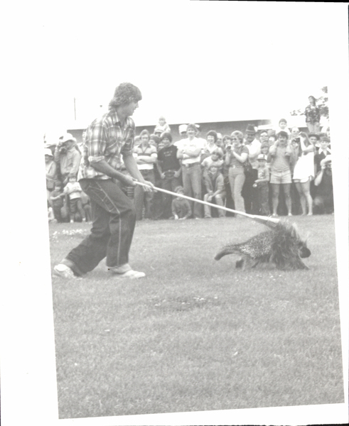 Council- Porcupine races, man and a crowd