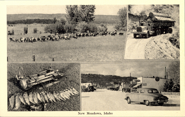 Original postcard of New Meadows with four views: 1. Cattle, 2. Logging truck, 3. String of fish, 4. Main St. On reverse side,” New Meadows, Idaho Elev. 3,819 feet. Situated in the center of the beautiful Meadows Valley. Principal industries: cattle raising and timber. Adjacent to Hell’s Canyon and Primitive Area. 75 Lakes in beautiful mountain setting, within 25 miles. Healthful, invigorating hot springs.”. Image contains the text: "New Meadows Idaho"