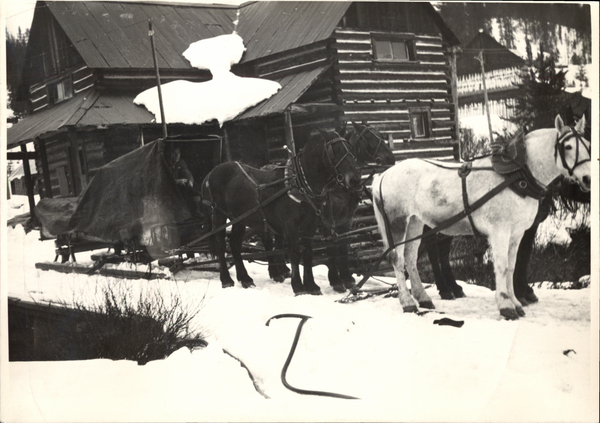 “Carrying mail to Warren”: team of four draft horses, driver on tarp-draped sled