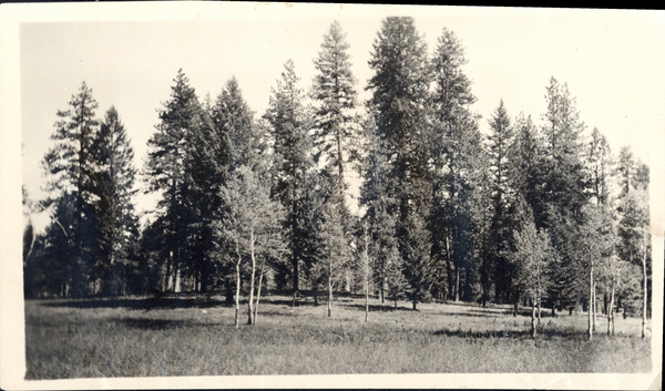 Meadow in New Meadows with conifers and aspens